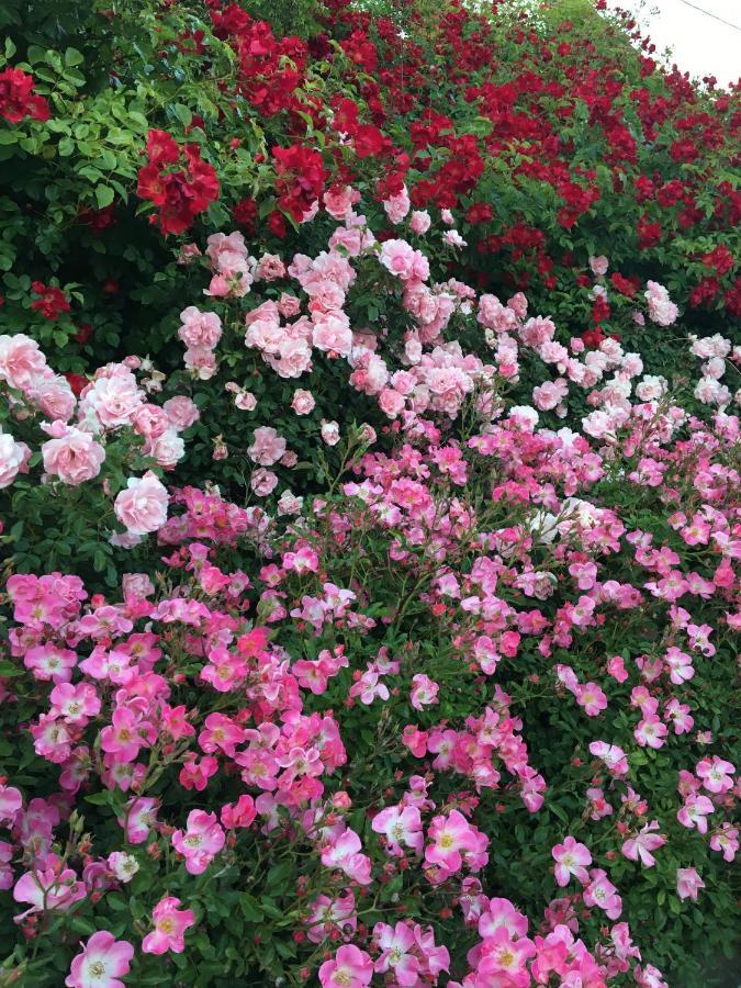 Apartamento Au Parfum Des Roses Gunstett Exterior foto